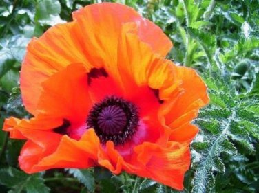 20 seed per pack Papaver orientale Prince of Orange