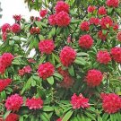 150 seed per pack Rhododendron arboreum Tree Rhododendron