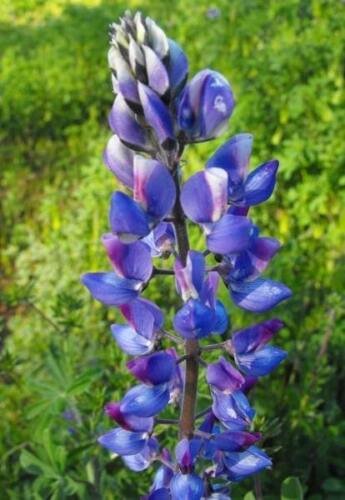 25 seed per pack Lupinus succulentus Arroyo or Succulent Lupine