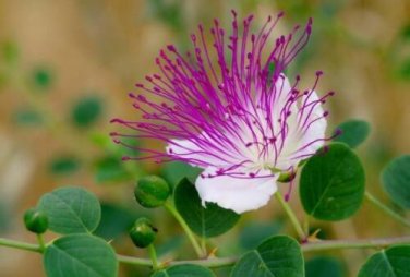 100 seed per pack Capparis spinosa Caper Bush Flinders Rose