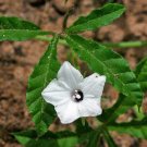 10 seed per pack Ipomoea magnusiana RARE