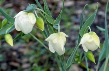 5 seed per pack Calochortus albus White or Pink Fairy Lantern