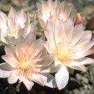 10 seed per pack Lewisia rediviva v. minor Bitter-Root Sand Rose