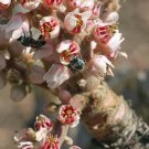 10 seed per pack Boswellia serrata Indian Frankincense Salai Guggal