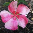 10 seed per pack Hibiscus moscheutos Turn of the Century Hardy Hibiscus