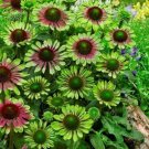 5 seed per pack Echinacea purpurea Green Twister Coneflower