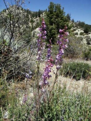 10 seed per pack Delphinium parryi ssp. purpureum Mt. Pinos Larkspur