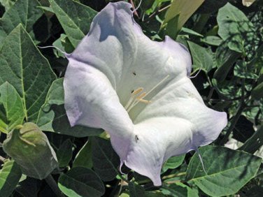 5 seed per pack Datura metel Purple Picotee