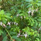 50 seed per pack Fuchsia magellanica v. molinae Maidens Blush