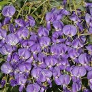 5 seed per pack Bolusanthus speciosus African Wisteria Tree
