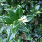 5 seed per pack Sarcococca ruscifolia Fragrant Sweet Box