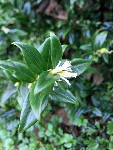 5 seed per pack Sarcococca ruscifolia Fragrant Sweet Box