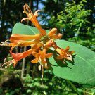 10 seed per pack Lonicera ciliosa Orange or Western Trumpet Honeysuckle