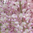 10 seed per pack Wisteria floribunda rosea Japanese Wisteria