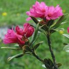 20 seed per pack Rhododendron ferrugineum Dwarf Alpenrose Snow-rose