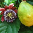5 seed per pack Passiflora alata Winged-Stem Passion Flower