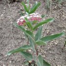 10 seed per pack Asclepias hallii Hall's Milkweed Purple Silkweed