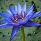 10 seed per pack Nymphaea caerulea Sacred Blue Lily of the Nile Blue Lotus