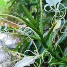 5 seed per pack Hedychium stenopetalum Giant White Butterfly White Star Ginger