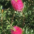 20 seed per pack Callistemon salignus 'Eureka' Pink Bottlebrush