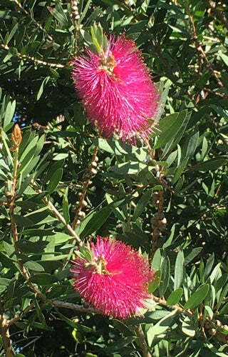 20 seed per pack Callistemon salignus 'Eureka' Pink Bottlebrush