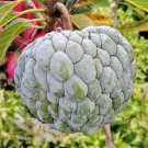 50 seed per pack Annona squamosa Sugar Apple Sweetsop