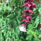 100 seed per pack Leycesteria formosa Himalayan Honeysuckle Elisha's Tears