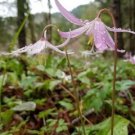 10 seed per pack Erythronium revolutum Mahogany Coast and Pink Fawn Lily