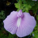 5 seed per pack Clitoria ternatea Lavender