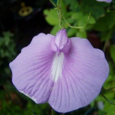 5 seed per pack Clitoria ternatea Lavender
