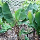 10 seed per pack Musa acuminata Dwarf Banana Cavendish