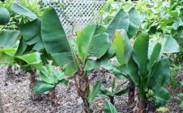10 seed per pack Musa acuminata Dwarf Banana Cavendish