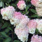 100 seed per pack Hydrangea paniculata Grandiflora Pee Gee Hydrangea