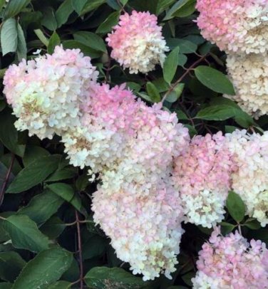 100 seed per pack Hydrangea paniculata Grandiflora Pee Gee Hydrangea