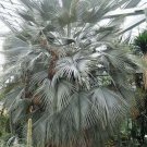 10 seed per pack Brahea armata Blue Hesper Palm Gray Goddess