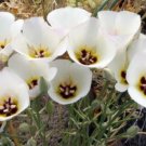5 seed per pack Calochortus nuttallii (white form) Sego Lily