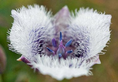 5 seed per pack Calochortus tolmiei Tolmie's Star Tulip White Pussy Ears