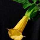 5 seed per pack Brugmansia sanguinea 'Aurea'
