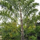 5 seed per pack Wallichia disticha Distichous Fishtail or Wallich Palm