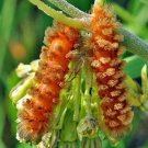 10 seed per pack Asclepias viridiflora Short Green Milkweed