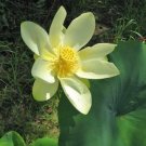 5 seed per pack Nelumbo nucifera American or Yellow lotus Water-Chinquapin Volée