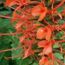 5 seed per pack Hedychium coccineum Red Butterfly Ginger Scarlet Gingerlily