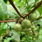 5 seed per pack Camellia sinensis Tea Plant Green Tea Shrub