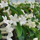 10 seed per pack Stephanotis floribunda Madagascar Jasmine Bridal Wreath