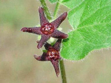 5 seed per pack Matelea biflora Purple Milkweed Vine Star Milkvine