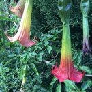 seed per pack Brugmansia sanguinea Plant Red Angels Trumpet Pint Pot