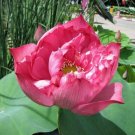 5 seed per pack Nelumbo nucifer Red Sacred Red Lotus