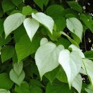 5 seed per pack Actinidia polygama Silver Vine Cat Powder RARE