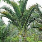 5 seed per pack Dypsis carlsmithii Stumpy Palm