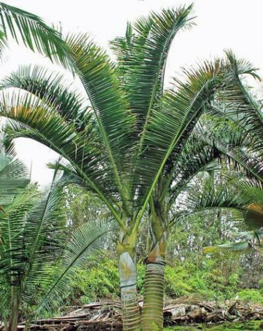 5 seed per pack Dypsis carlsmithii Stumpy Palm